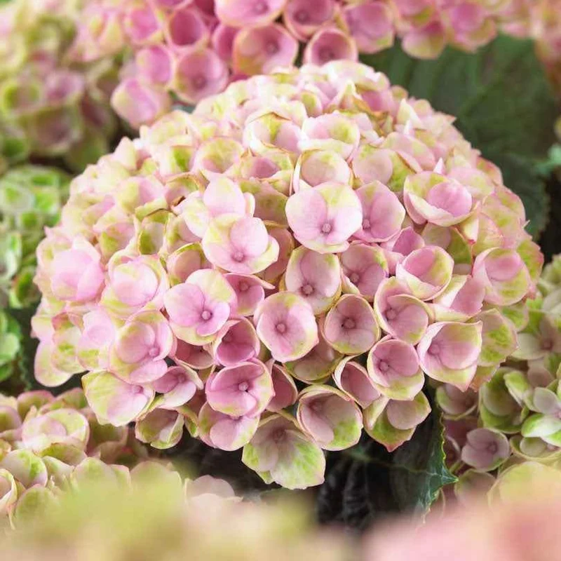 Hortensia Revolution Pink