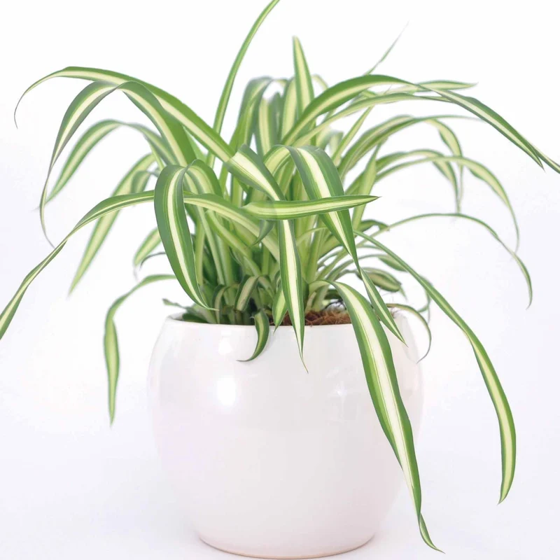 Chlorophytum Atlantic