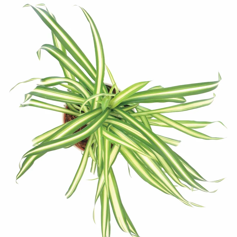 Chlorophytum Atlantic
