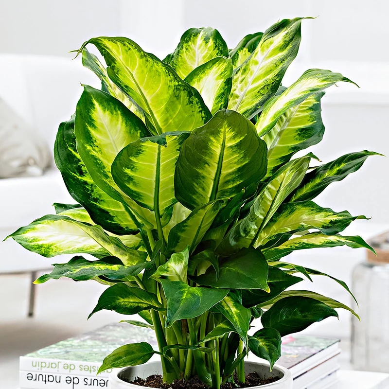 Dieffenbachia Camilla