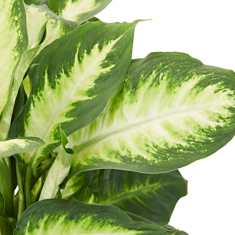 Dieffenbachia Camilla