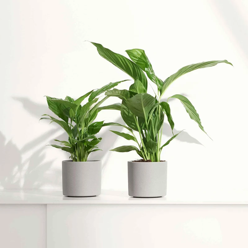Fleur de lune - Spathiphyllum Pearl Cupido Blanc