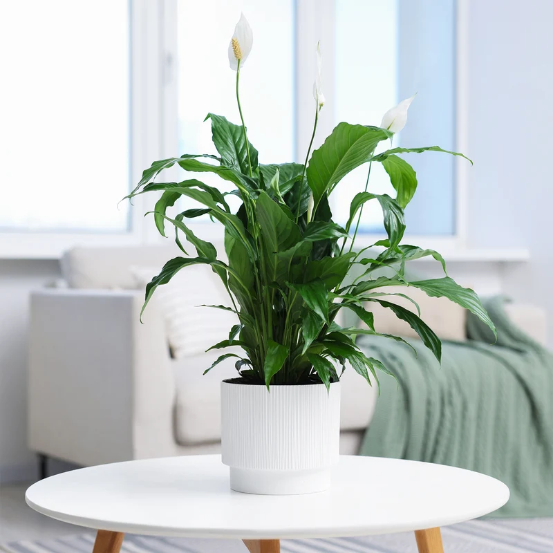 Fleur de lune - Spathiphyllum Pearl Cupido Blanc