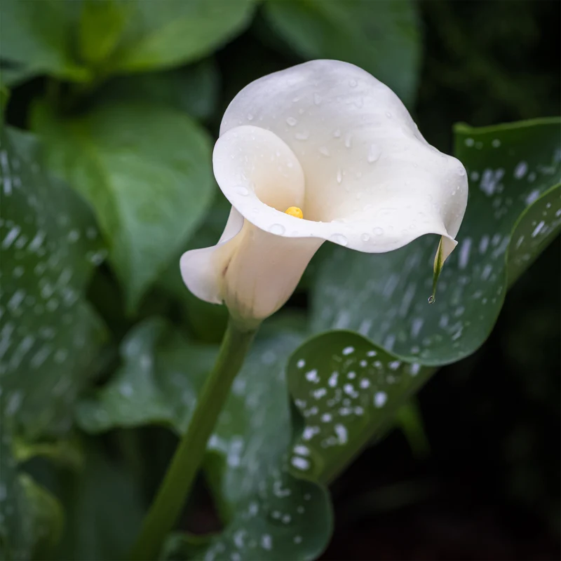 2 Arums à taches blanches