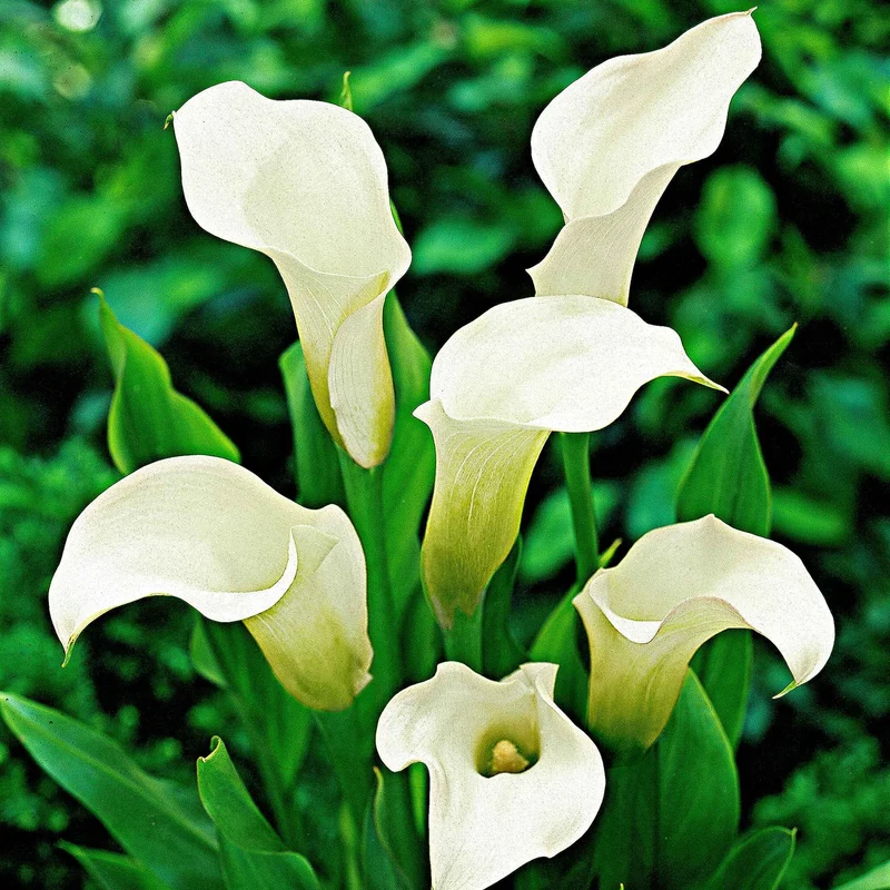2 Arums à taches blanches