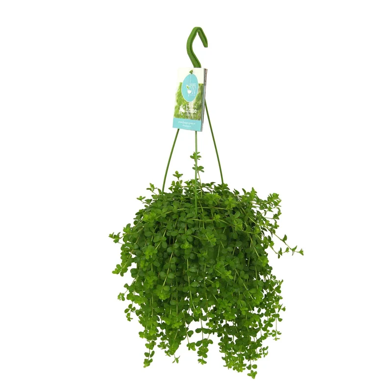 Peperomia Isabelle