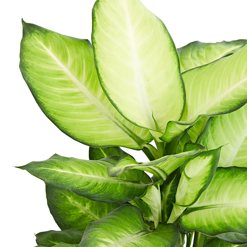 Dieffenbachia Summer Style