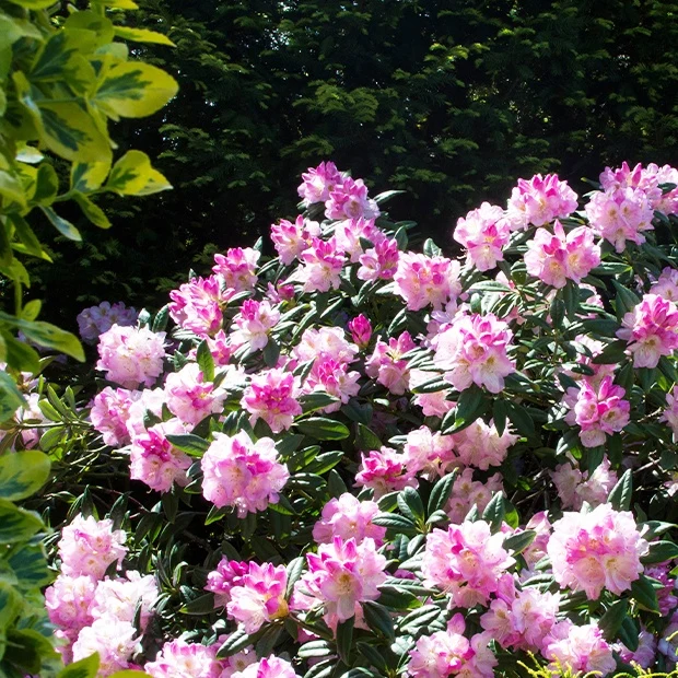 Rhododendron compact Doc