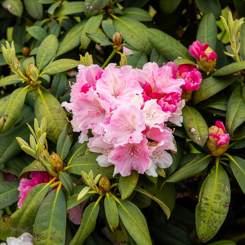Rhododendron compact Doc