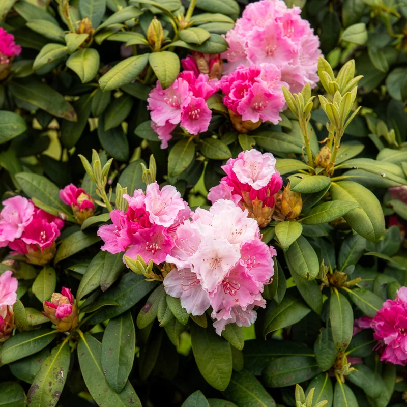 Rhododendron compact Doc