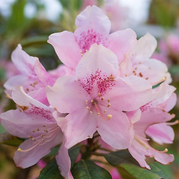 Rhododendron compact Doc