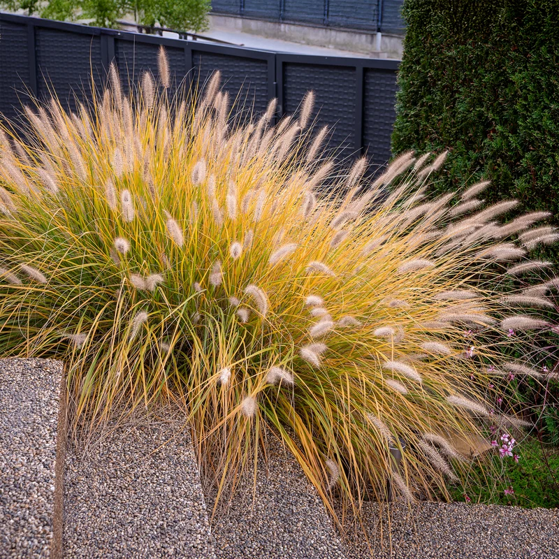 Herbe aux écouvillons Hameln - Pennisetum