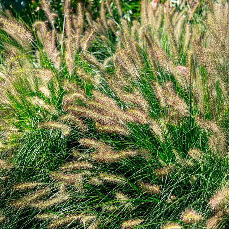 Herbe aux écouvillons Hameln - Pennisetum