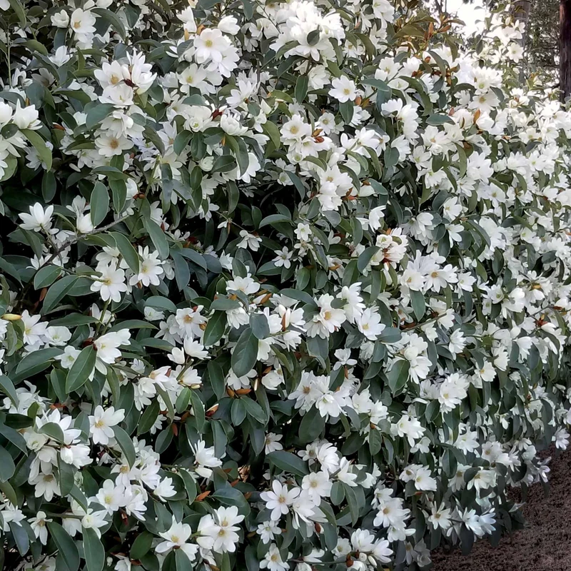 Magnolia Fairy White - Michelia hybride