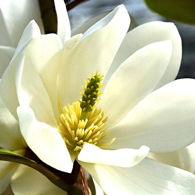 Magnolia Fairy White - Michelia hybride