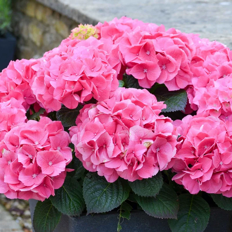 Hortensia Rosita