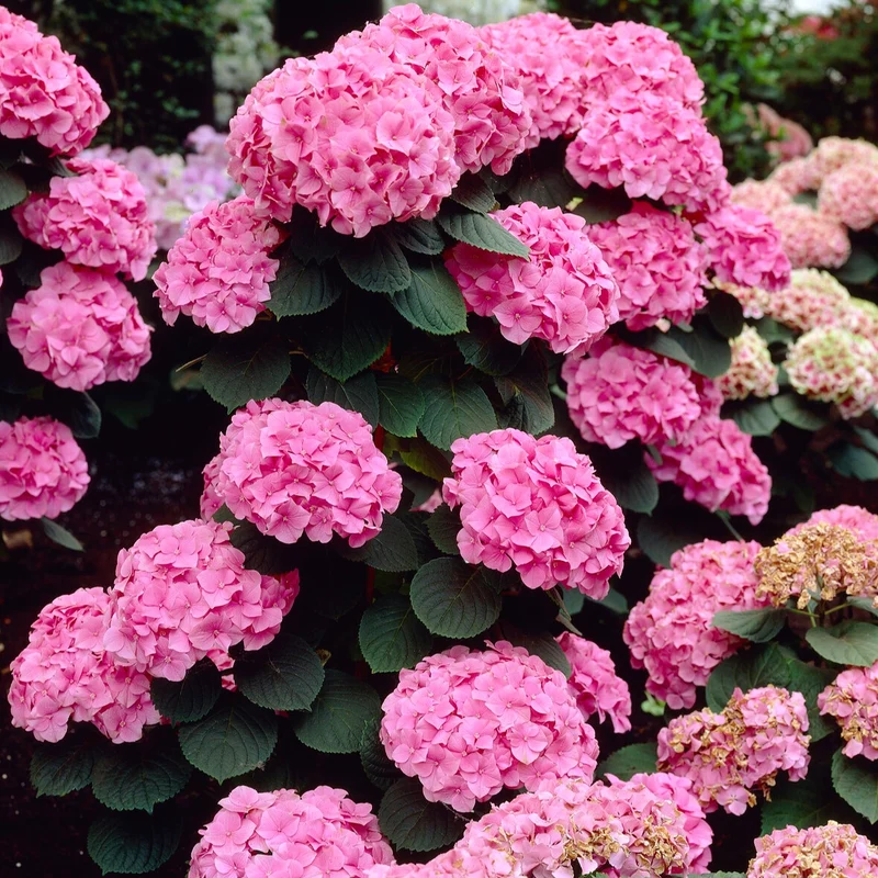 Hortensia Rosita
