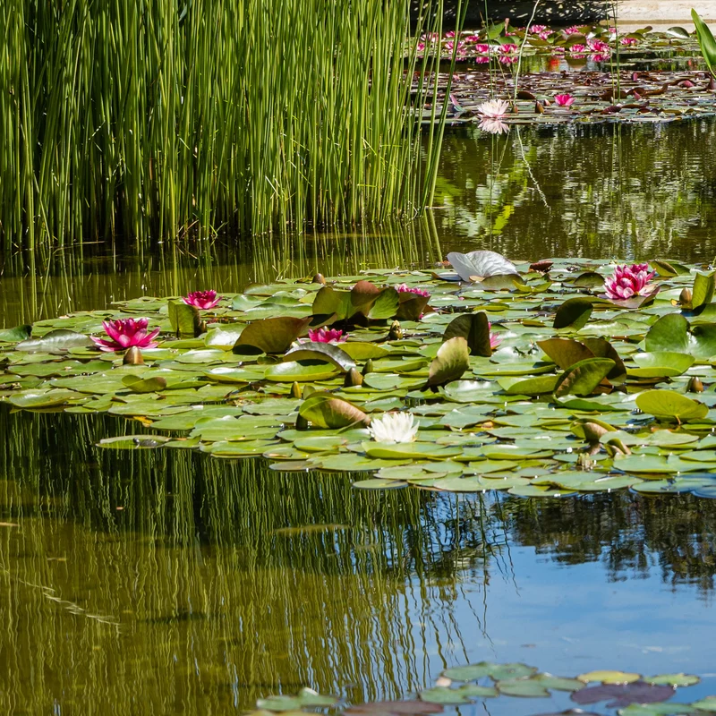 Nénuphar Attraction