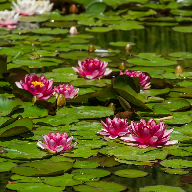 Nénuphar Attraction
