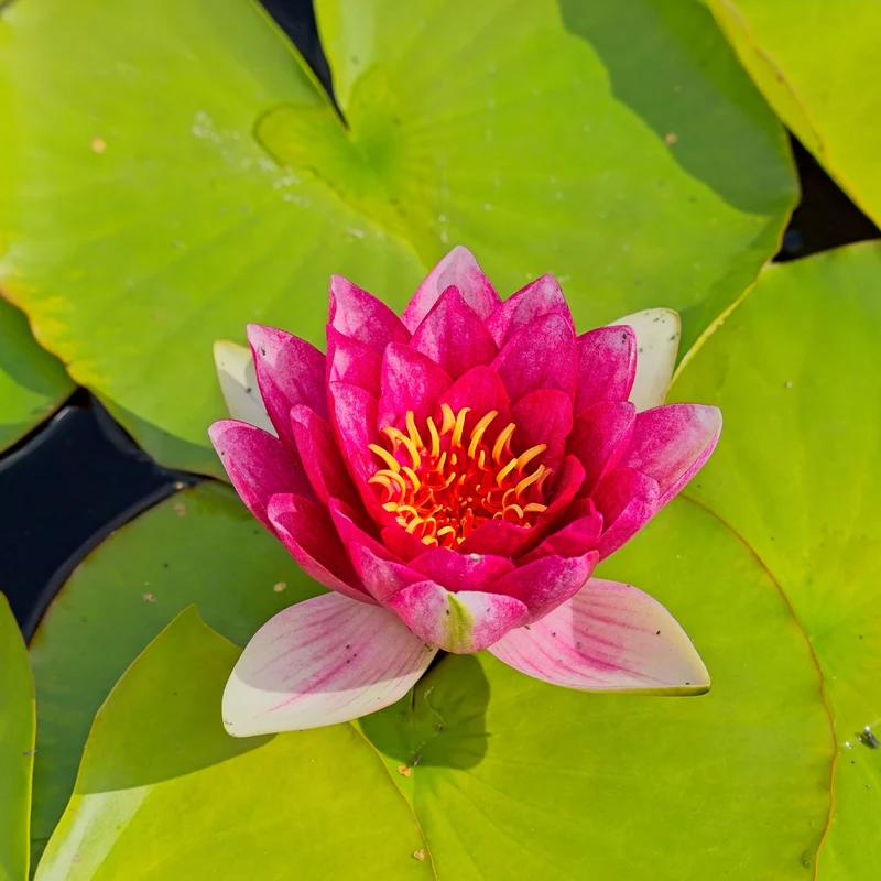 Nénuphar Attraction