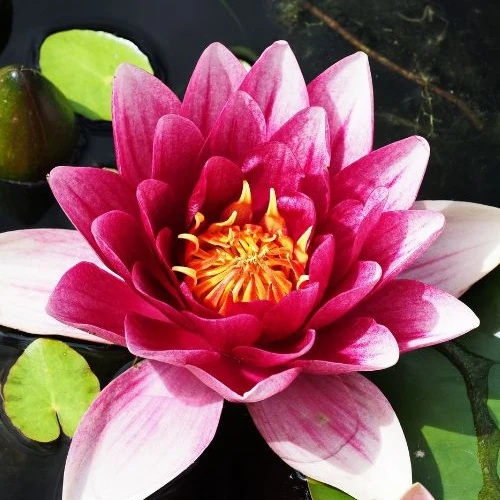 Nénuphar Attraction