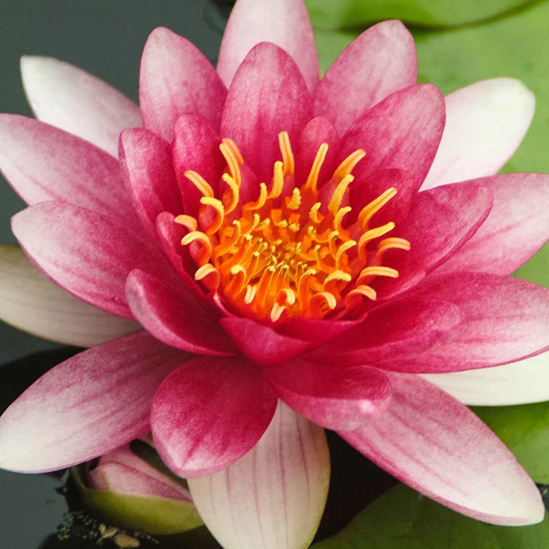 Nénuphar Attraction