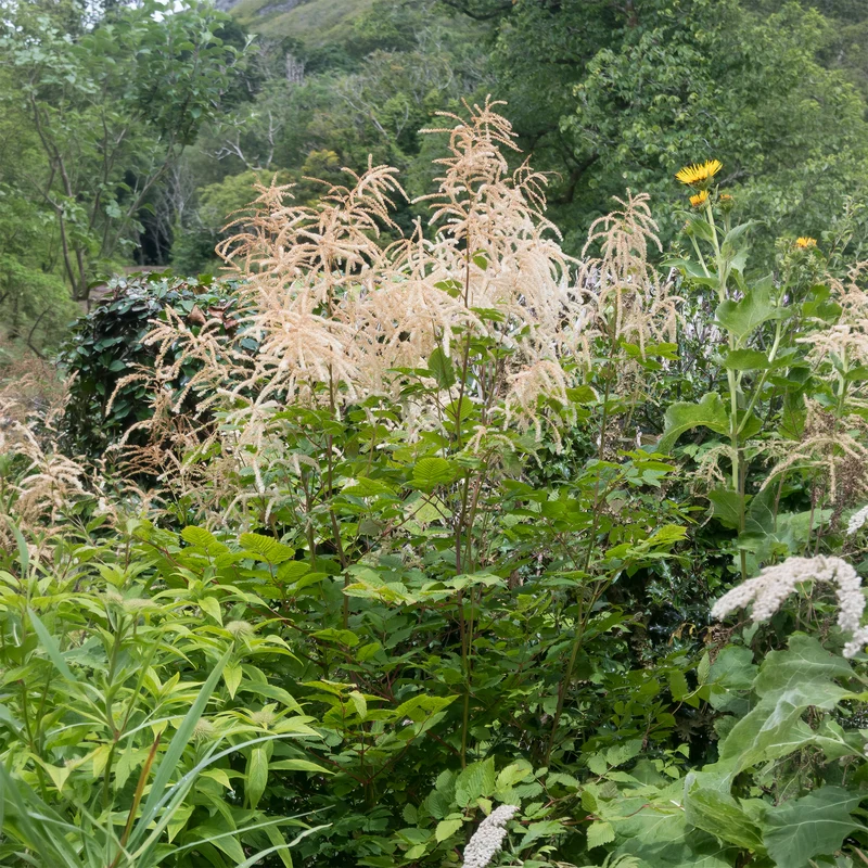 Barbe de bouc dioïques