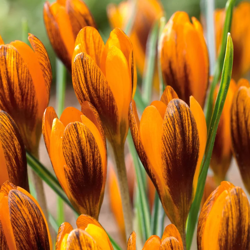 15 Crocus orange