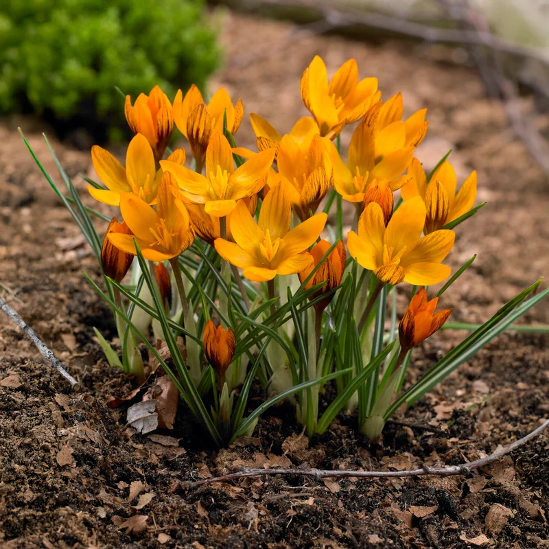 15 Crocus orange