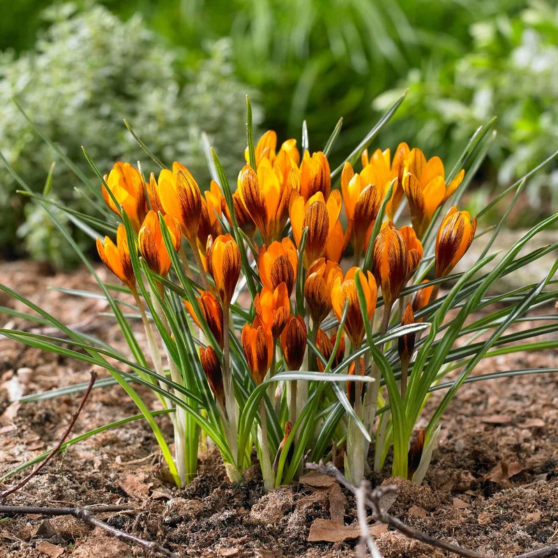 15 Crocus orange