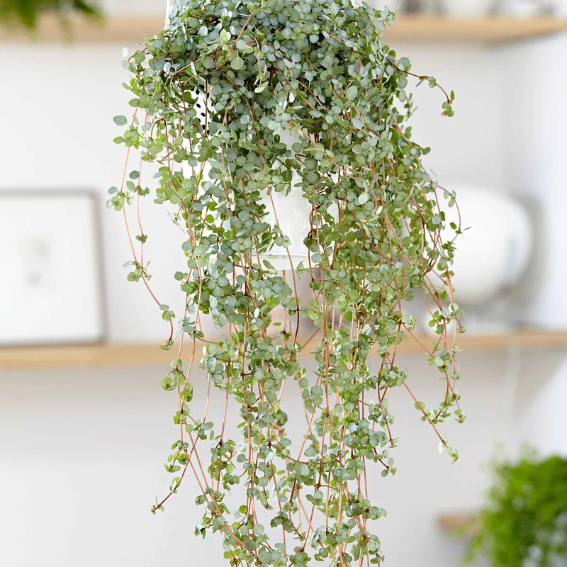 Pilea glaucophylla