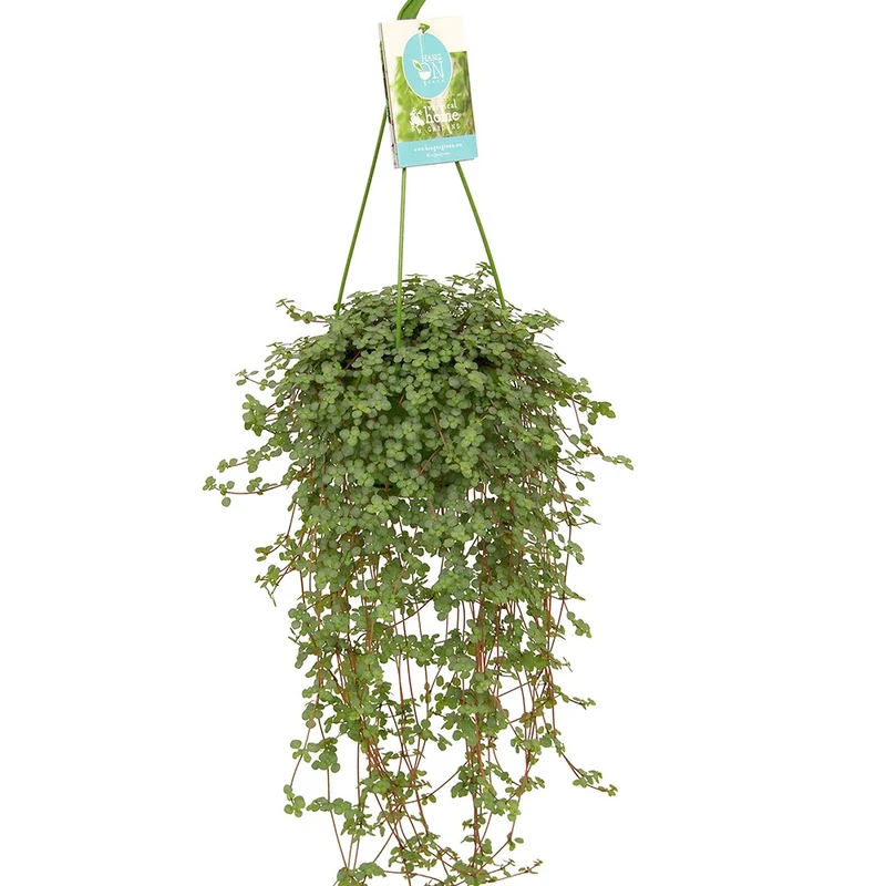 Pilea glaucophylla