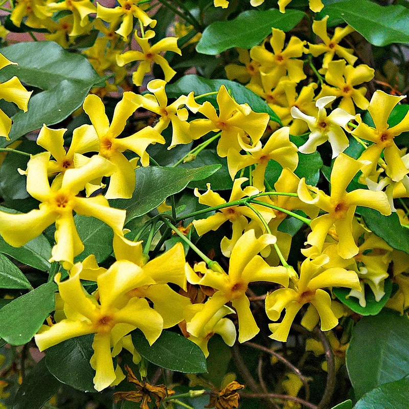 Jasmin étoilé Star of Toscane