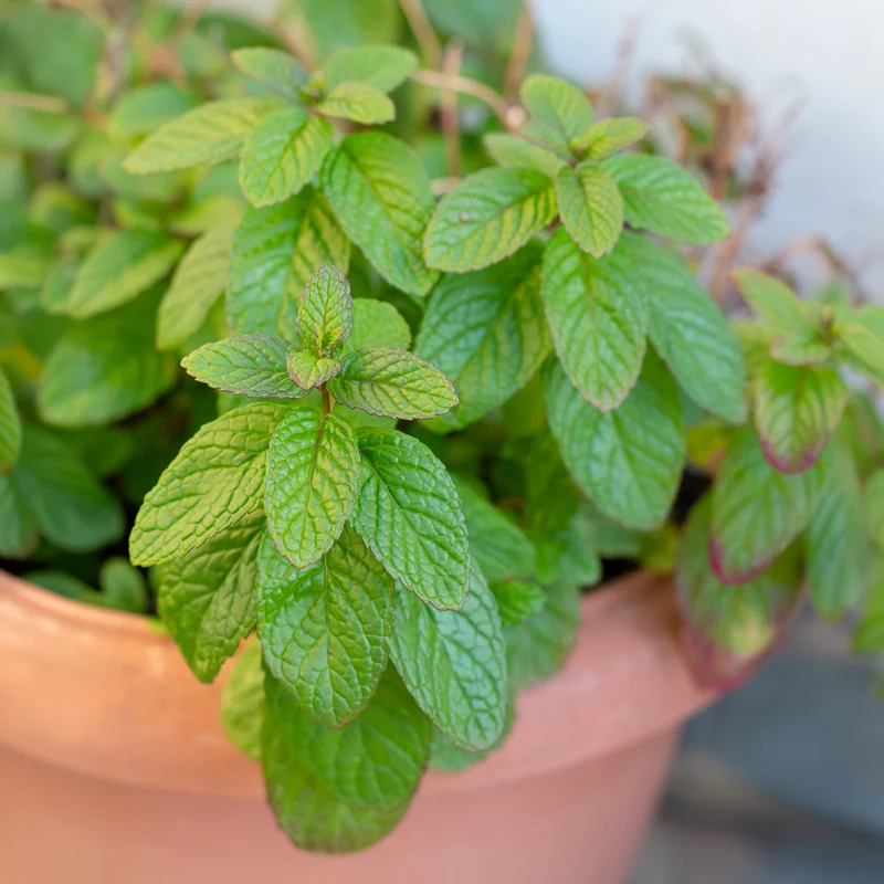 Menthe verte