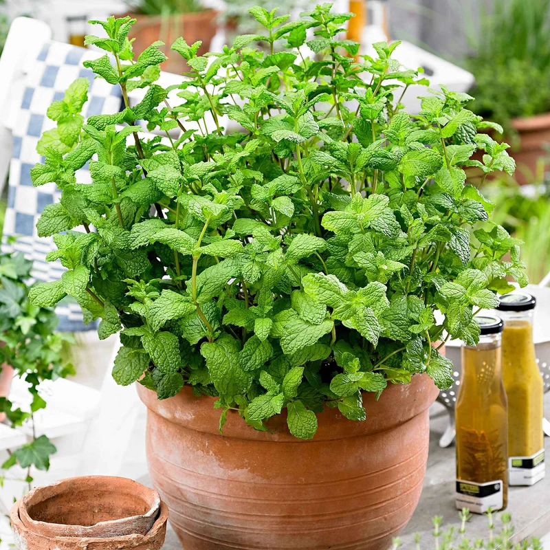 Menthe verte