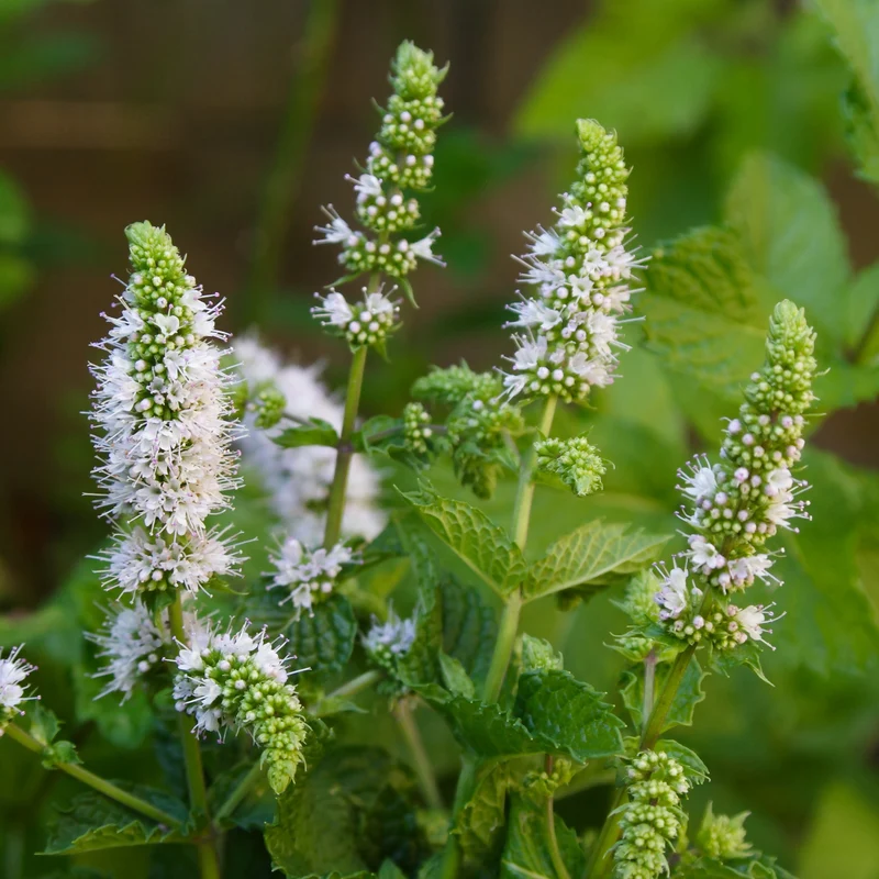 Menthe verte