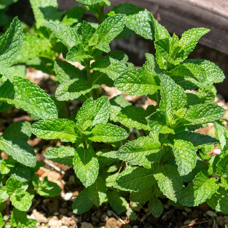 Menthe verte