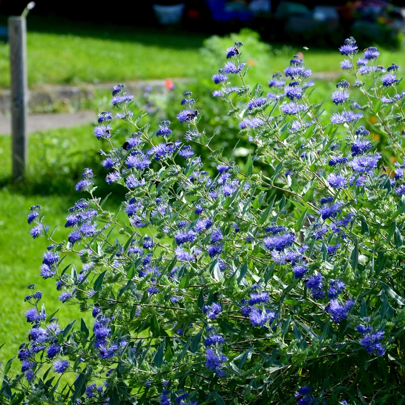 Caryopteris Heavenly Blue