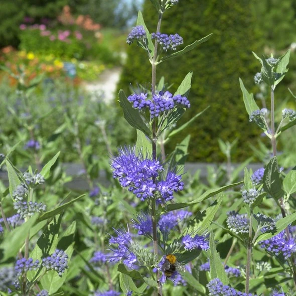 Caryopteris Heavenly Blue