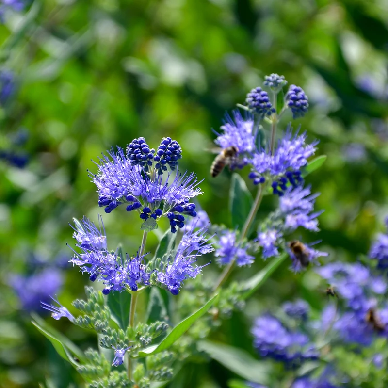 Caryopteris Heavenly Blue