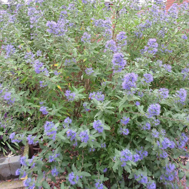 Caryopteris Heavenly Blue