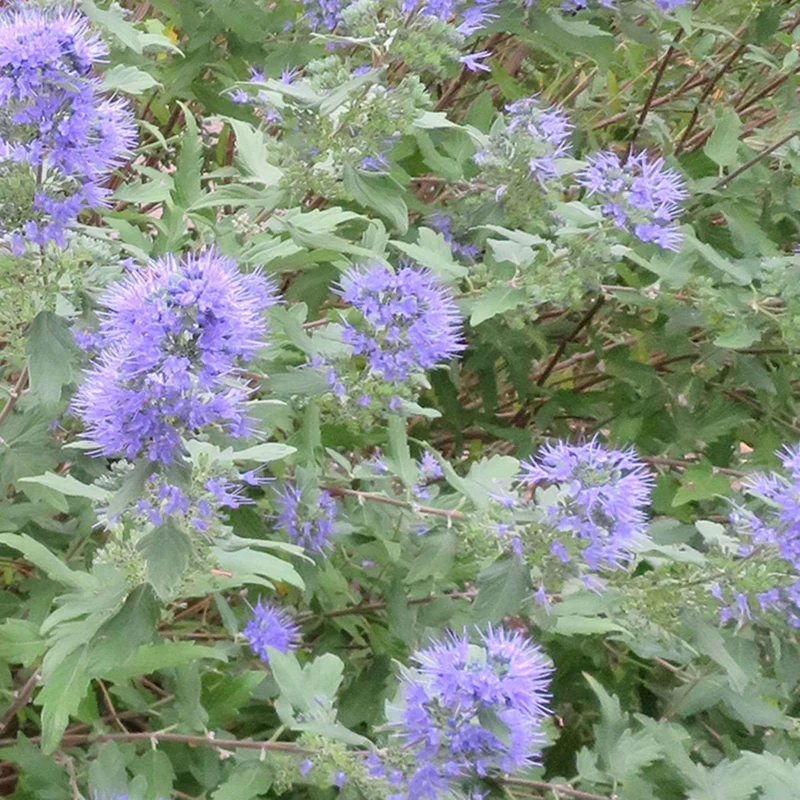 Caryopteris Heavenly Blue