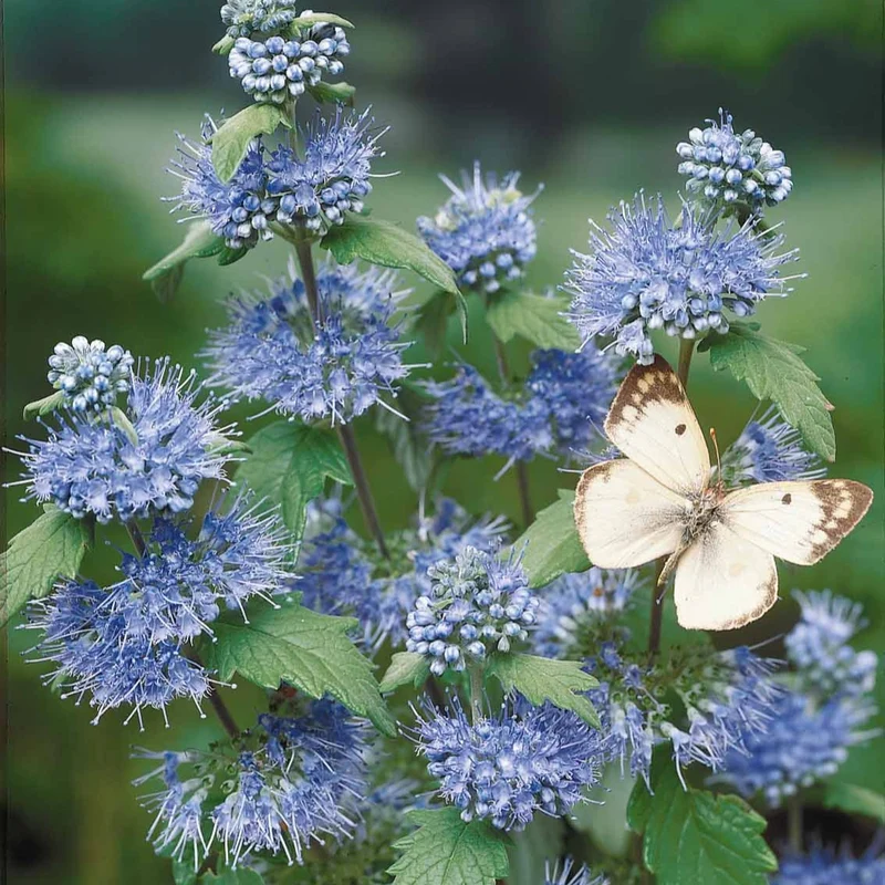 Caryopteris Heavenly Blue