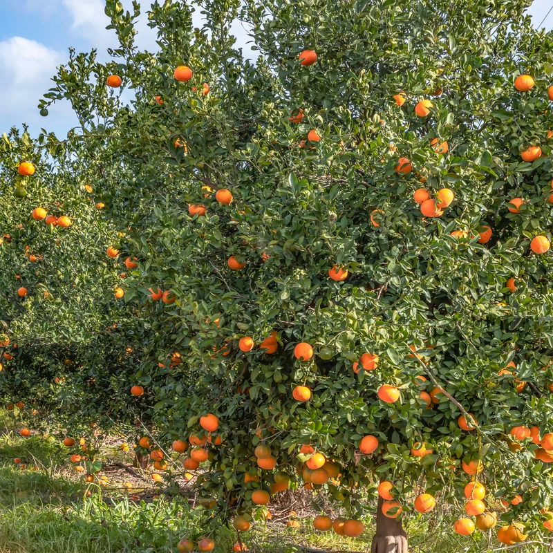 Mandarinier