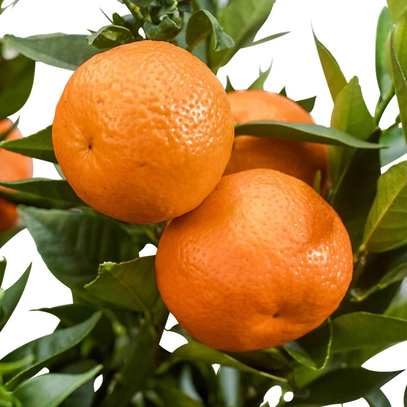 Mandarinier