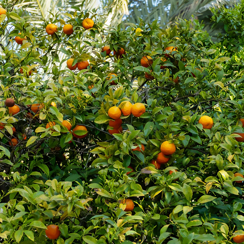 Mandarinier