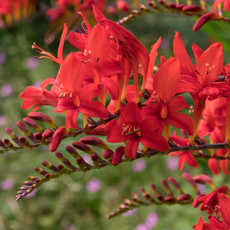15 Crocosmias rouges