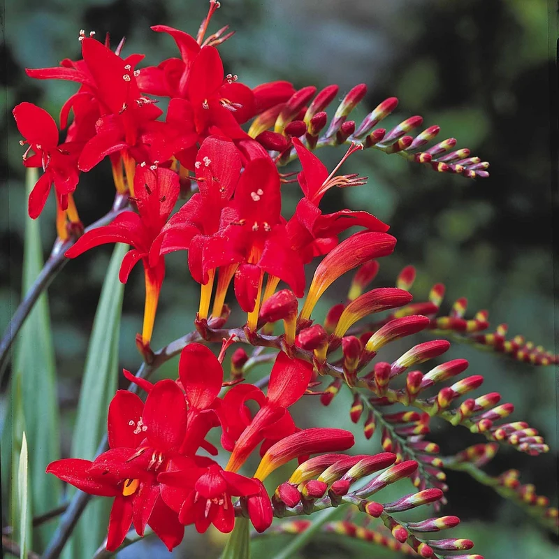 15 Crocosmias rouges