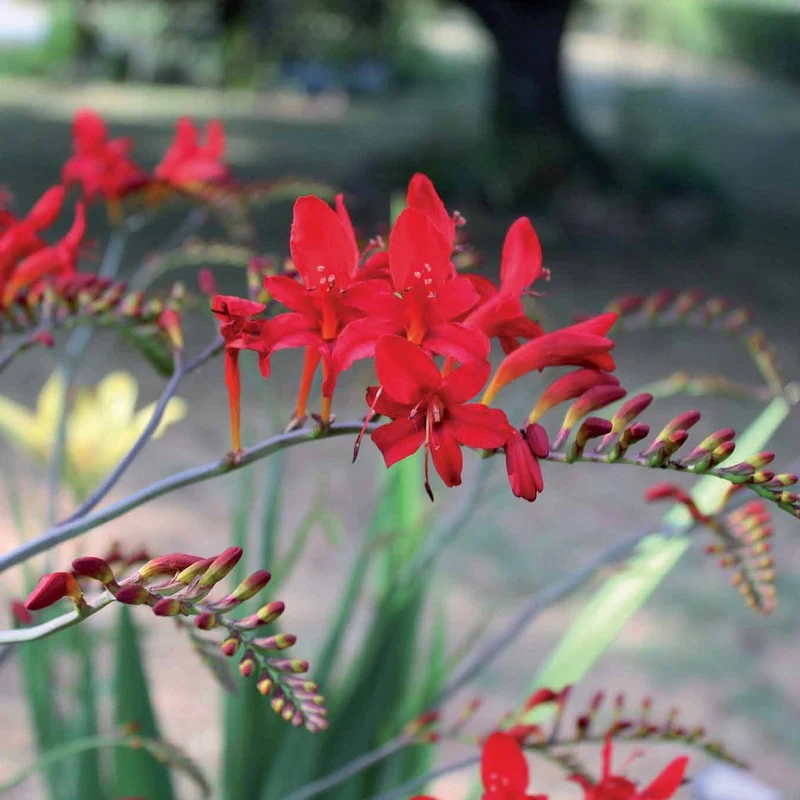 15 Crocosmias rouges