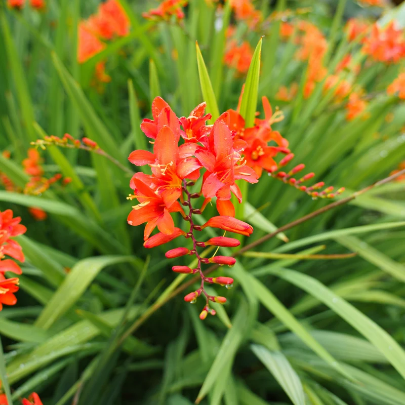 15 Crocosmias rouges